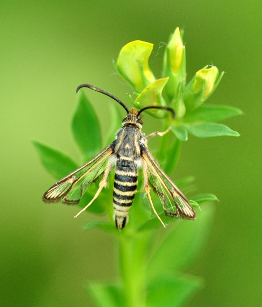 Sesiidae da Id.